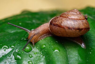 Best Snail Mucin Essence on Amazon (2026): Honest Reviews & Top Picks