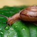 Best Snail Mucin Essence on Amazon (2026): Honest Reviews & Top Picks
